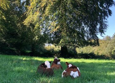 La Ferme de Moguerou