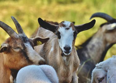 Ch&egrave;vres de Pors Squiffiec