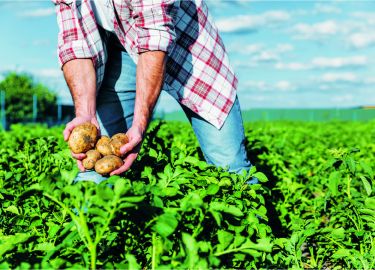 L'agriculture bio et locale