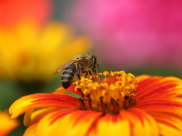 Nouvelle Mobilisation contre la nouvelle loi Duplomb ?
