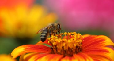 Nouvelle Mobilisation contre la nouvelle loi Duplomb ?