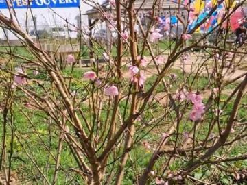 💐Bienvenue printemps ! 

🐝 La nature s'éveille autour de nous. Les bourgeons éclatent, les fleurs s'ouvrent et les fruits se préparent, c'est le printemps !...