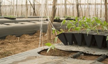 Faute de soutien, l'agriculture bio recule