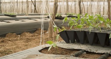 Faute de soutien, l'agriculture bio recule